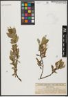 Foto von Salix hastata L.